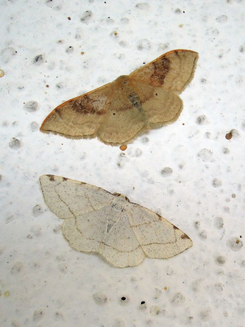 Stegania trimaculata (Geometridae)